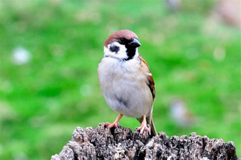 麻雀窩|【麻雀祕密】麻雀真的變少了？「害鳥」其實是誤會？。